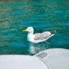 Tour Carloforte - immagine 22